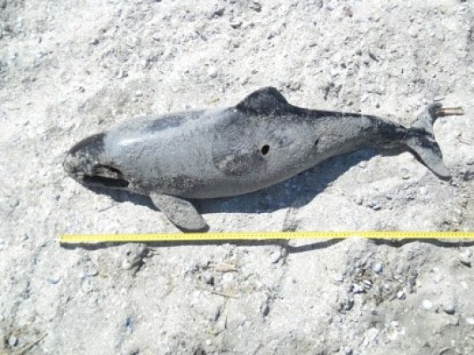 Delfini şi pescăruşi, găsiţi morţi pe plaja din Corbu